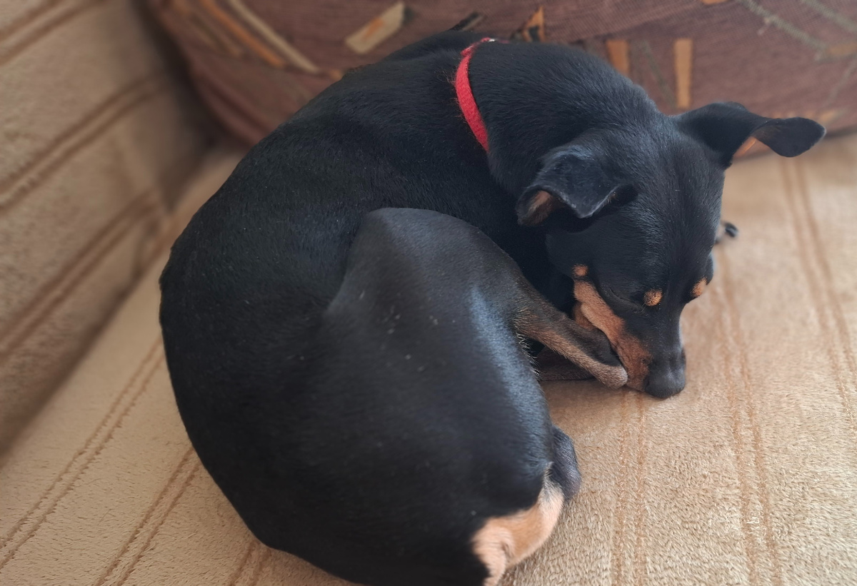 Тоскует по своим хозяевам