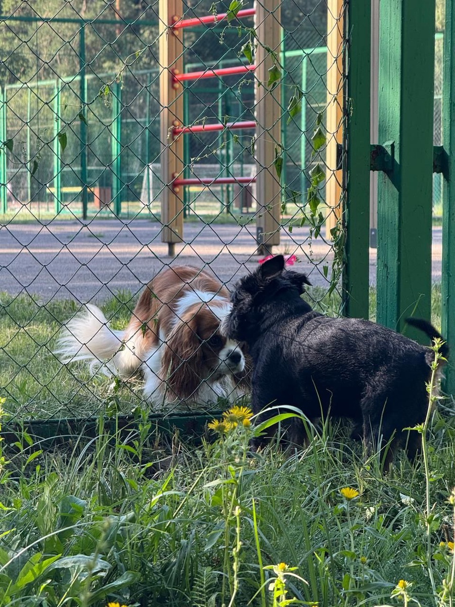 Комета Эллис vs Важный Арти-Гриффон