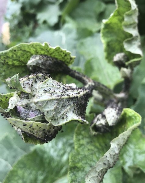 Так в прошлом году тля облепила лопухи