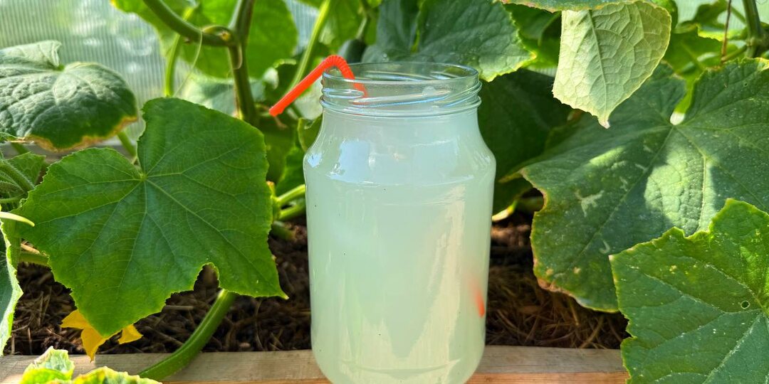 🙋‍♀️🥛Коктейль от мучнистой росы и фитофторы + рецепт урожайной подкормки.