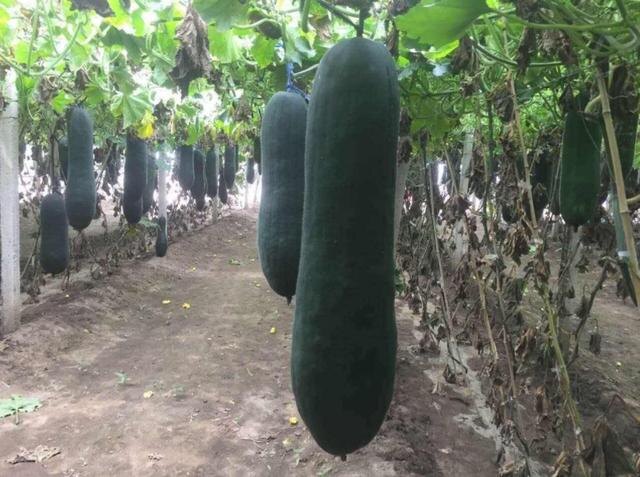 Плантация с зимними дынями в Китае. Фото с сайта https://kknews.cc/