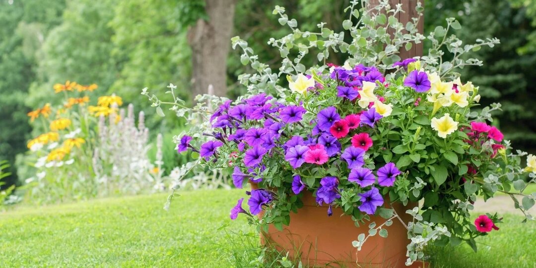Петуния во второй половине июля - нюансы ухода для пышного цветения