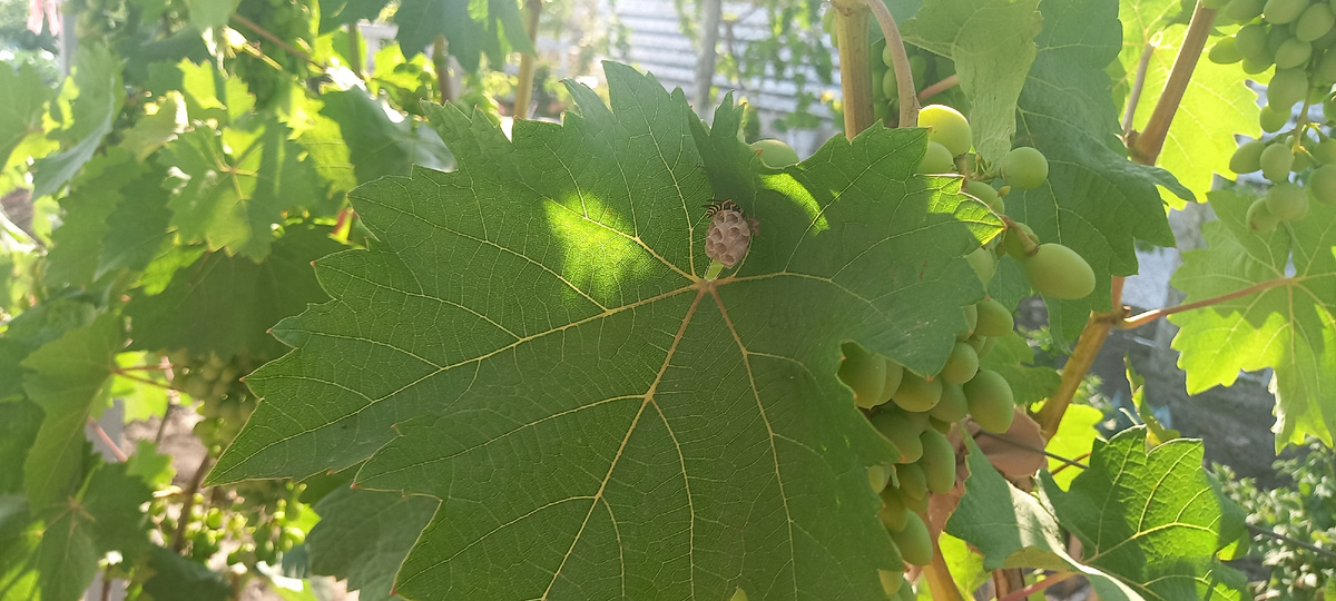 Оса делает соту на виноградном листе