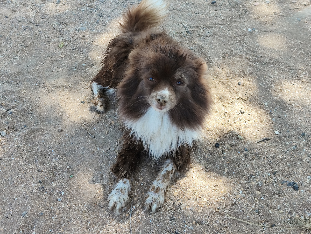 Поньку искупали, вытиралась об песок )))