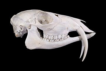 Череп кабарги с длинными зубами.