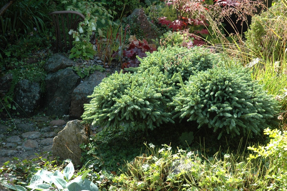 Ель Эхиниформис