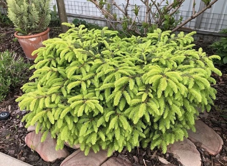 Ель Нидиформис