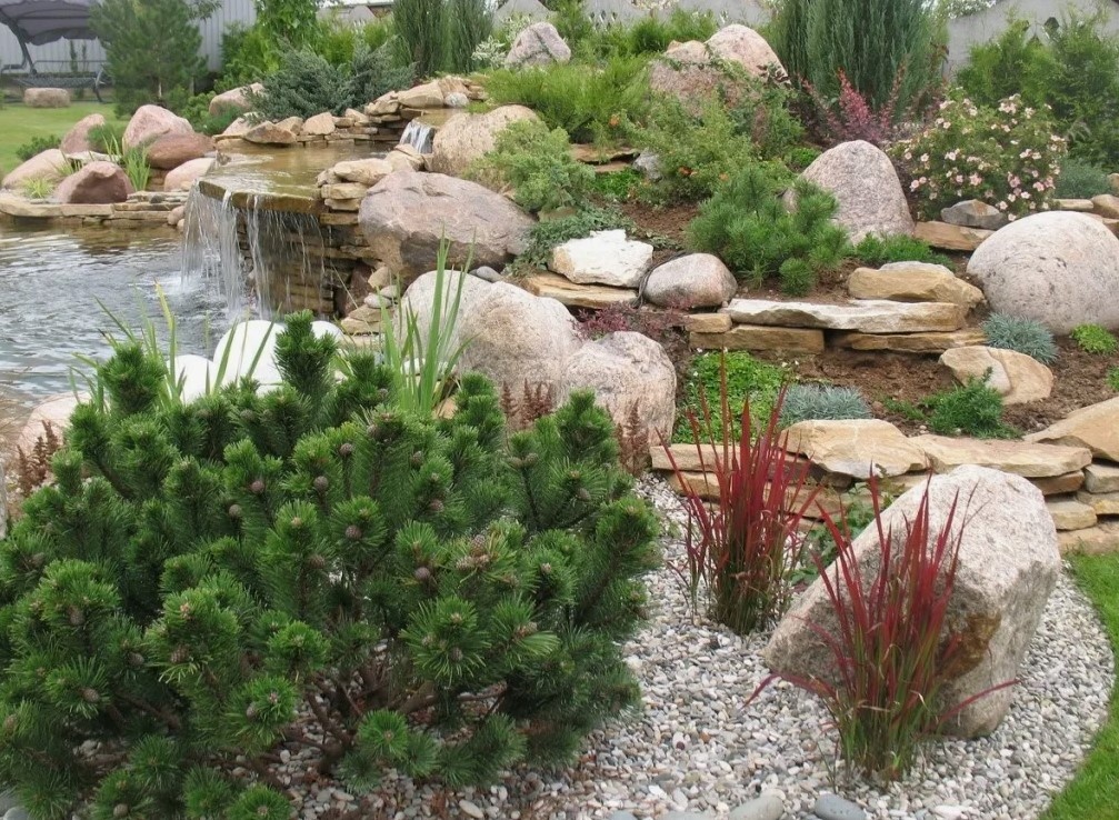 Сосна Пумилио