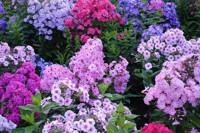 Почему флоксы теряют декоративность и как продлить их цветение и жизнь, чтобы они были, как на картинке