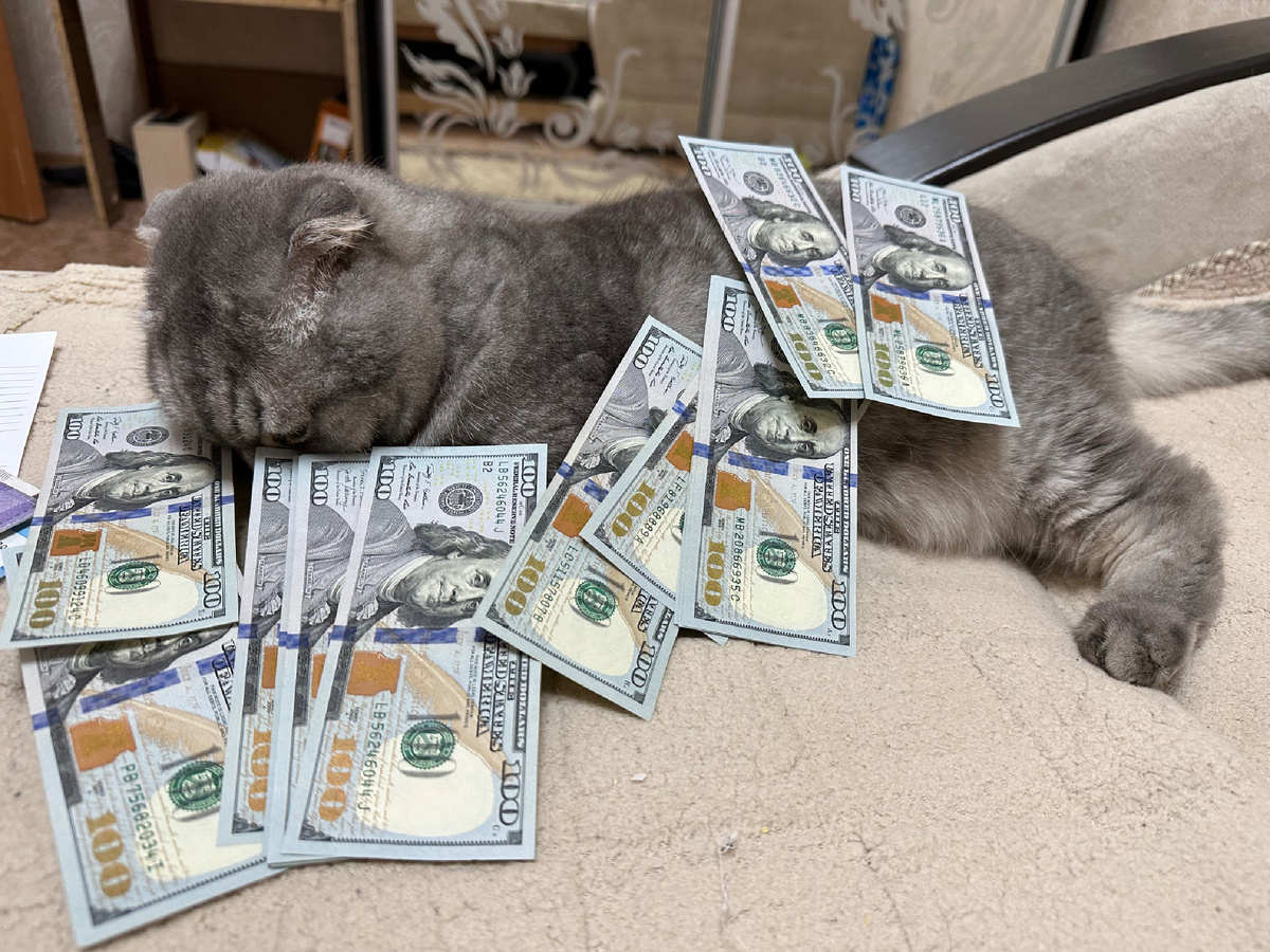 Тимоша кот в долларах.