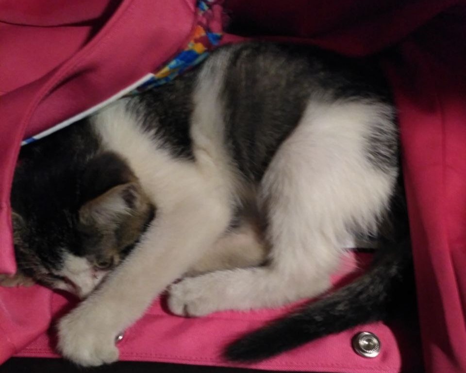 Котенок отогрелся