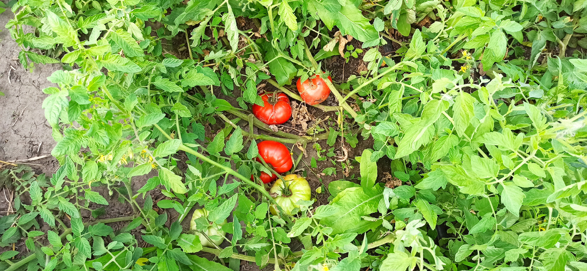 В поисказ забытых томатов