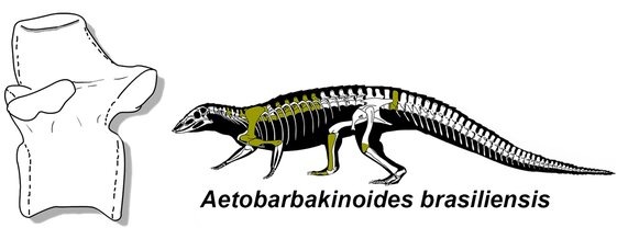 Реконструированный скелет и позвонок.