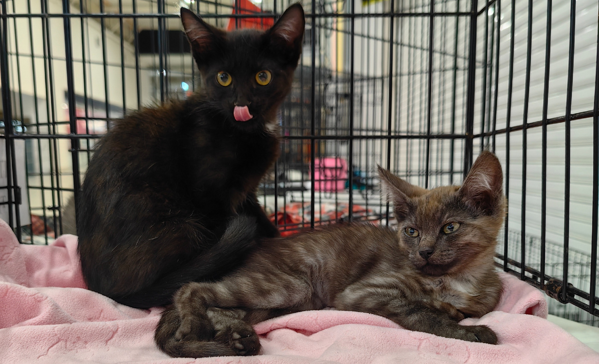 Котята-девочки. Их выбросили с мамой на помойку.