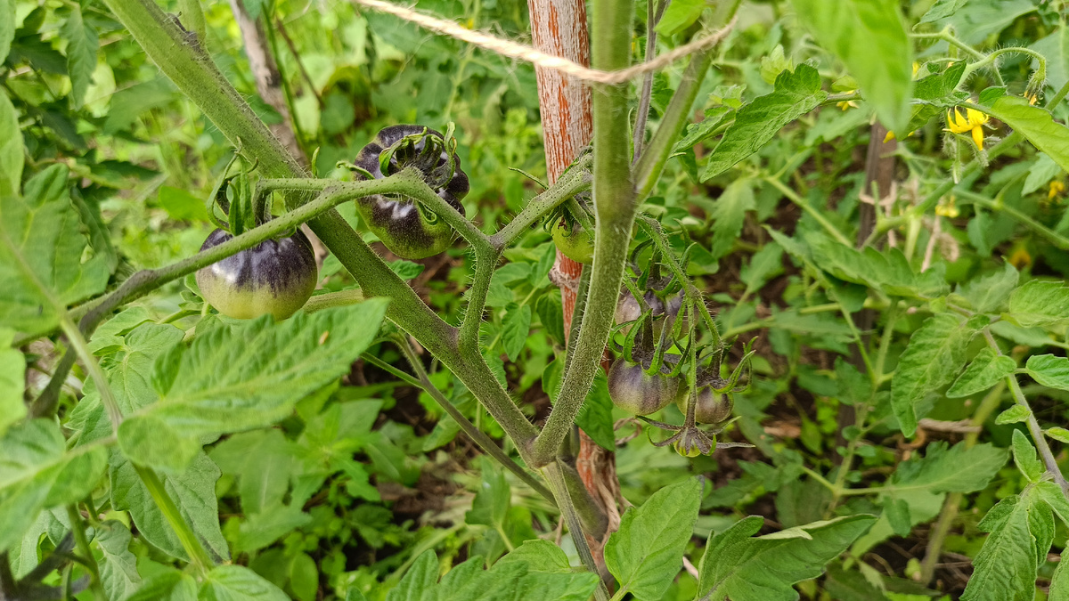 Аметистовая гроздь