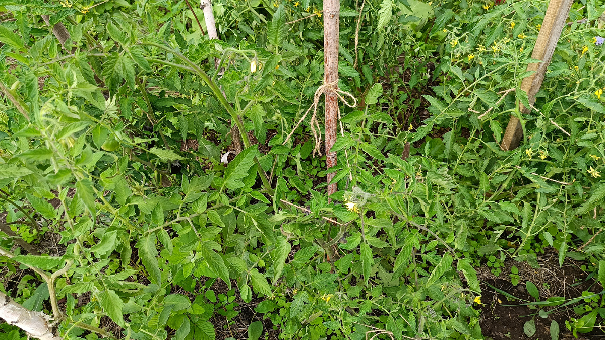 Общий вид куста