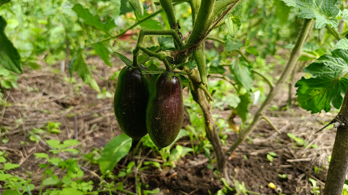 Бой с тенью