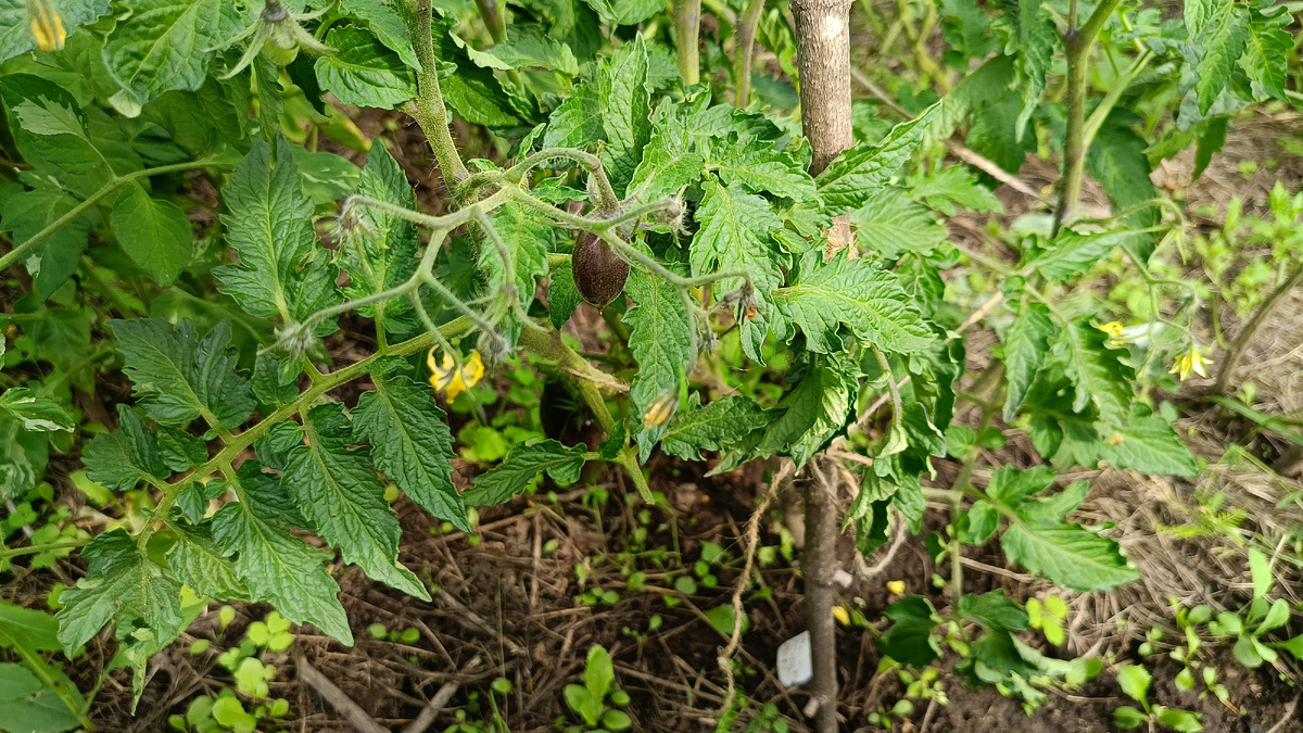 Бой с тенью