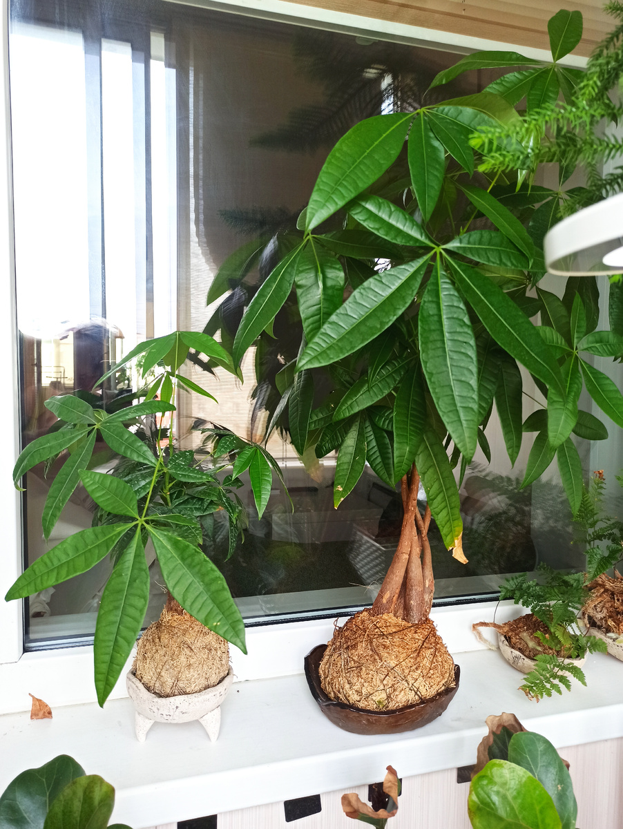 Две пахиры — маленькая штамбовая форма и большая, — та самая, что была куплена более года назад.