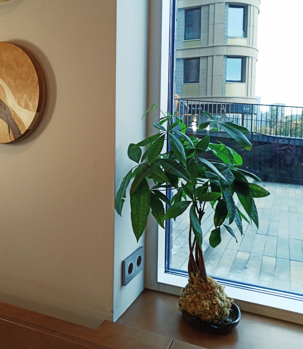 В отличие от квартиры в кофейне был плюс - большое окно, но и минусов хватало: зимой сильно грелся подоконник, воздух был намного суше, чем в квартире. Однако все испытания были пройдены успешно.