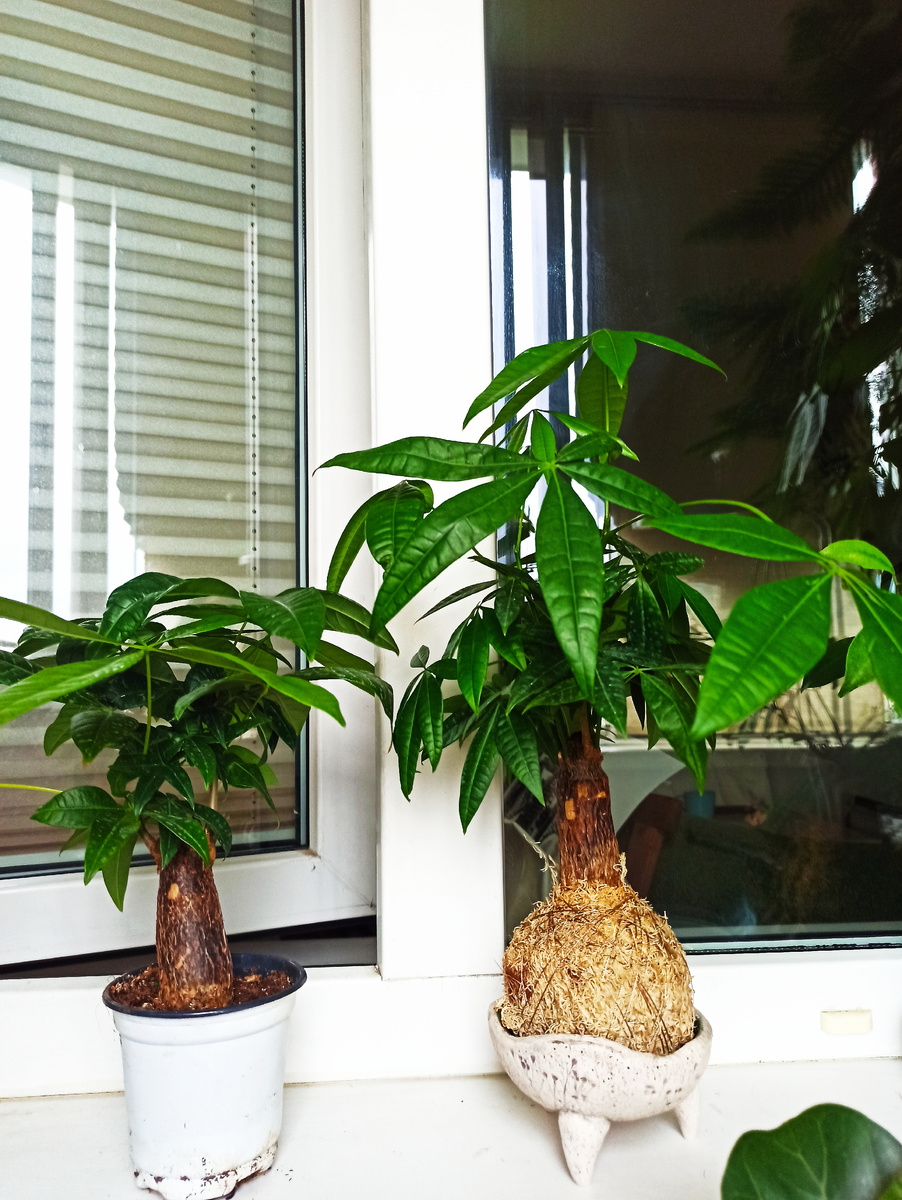 Штамбовые пахиры напоминают взрослые деревья в миниатюре.