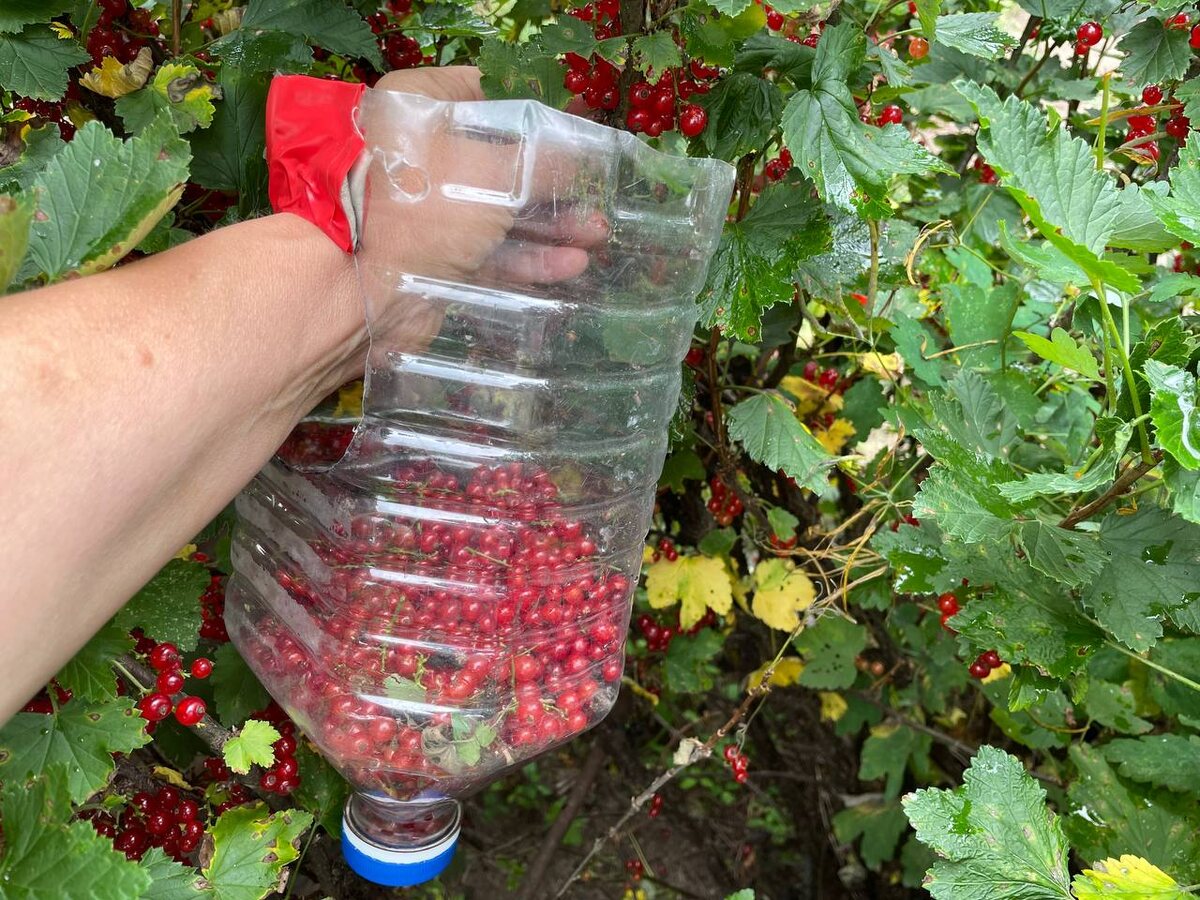 Из 5-литровой бутылки сделала прибор для сбора ягод. Фото автора