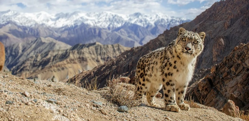 (c) Sashcha Fonseca. Снежный барс просто остановился перед фотоловушкой, а кажется, само совершенство смотрит нам прямо в глаза. 