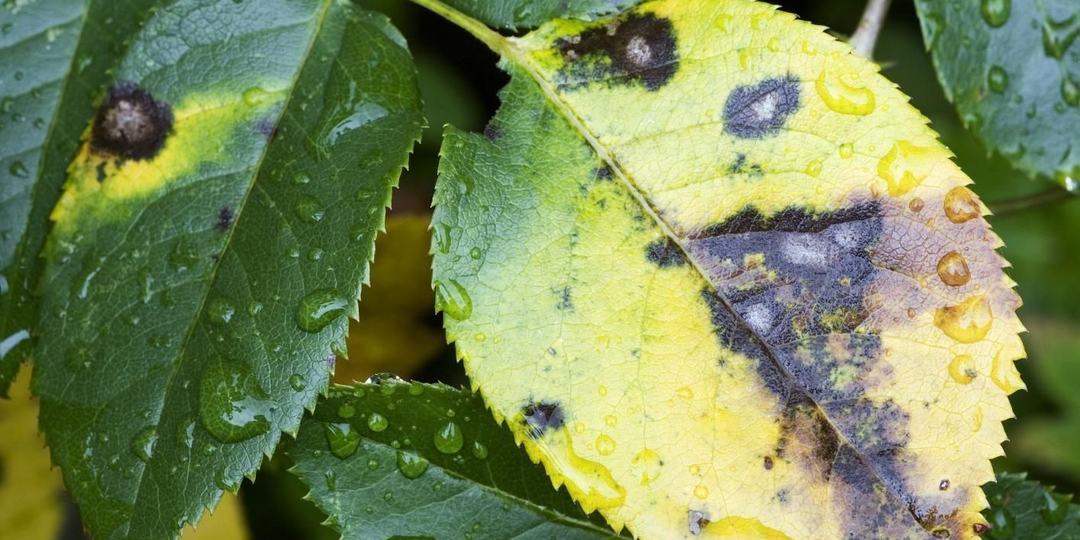 Черная пятнистость роз: что это и как вылечить растение