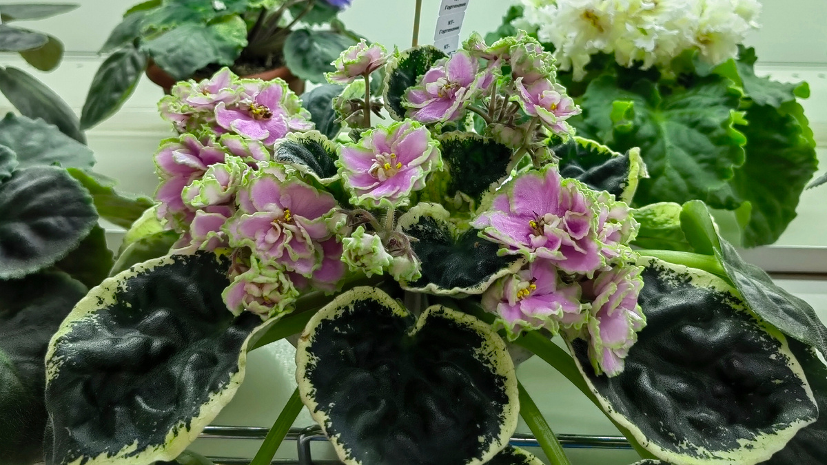 Фиалка КТ-Гортензия. Фото автора