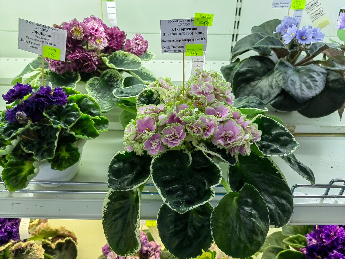 КТ-Гортензия - фиалка для любителей крупных розеток. Фото автора