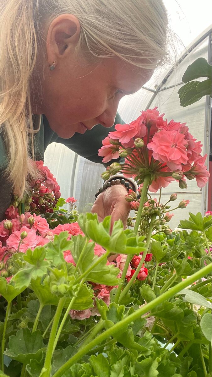 Пеларгония Петрей бэлла Petrei bella