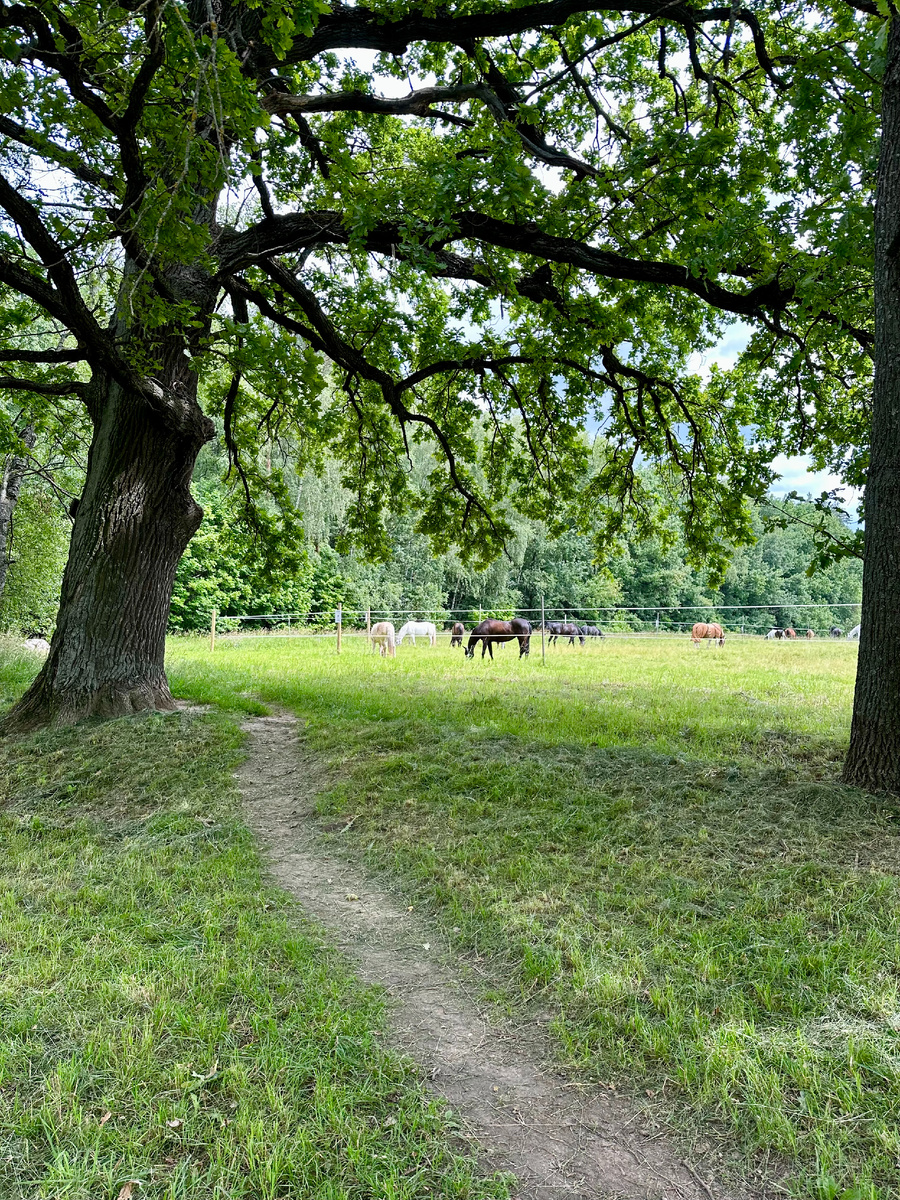 Тропинка неподалёку от тропы