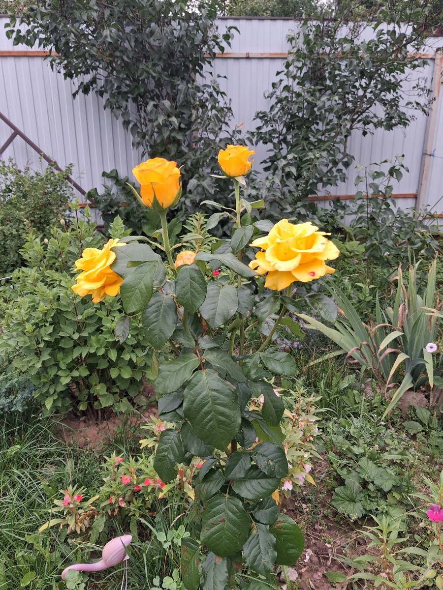 Желтые розы