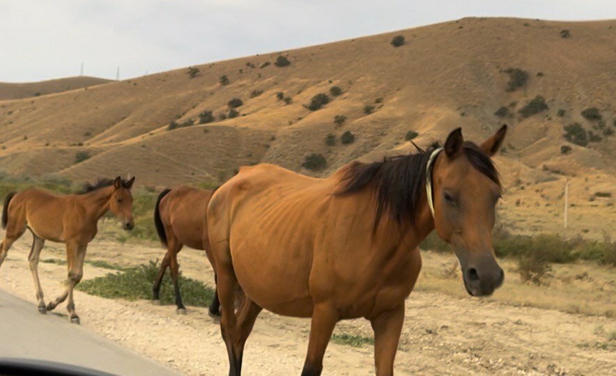 За летом — в Крым: почему мы с женой приезжаем сюда каждый год?
