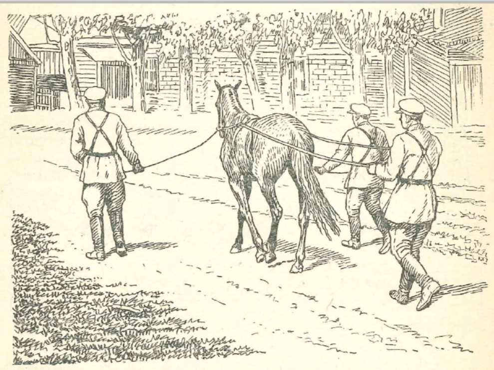 Рис. 235. Приучение лошади к запряжке