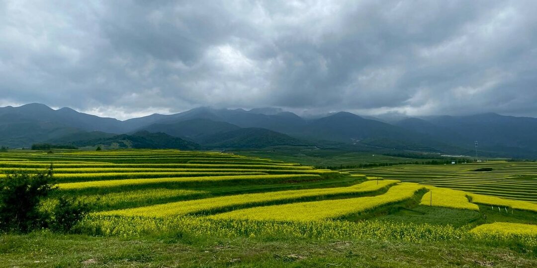 Жёлтый цвет залил округ Цинхай — сейчас самый сезон цветения рапса