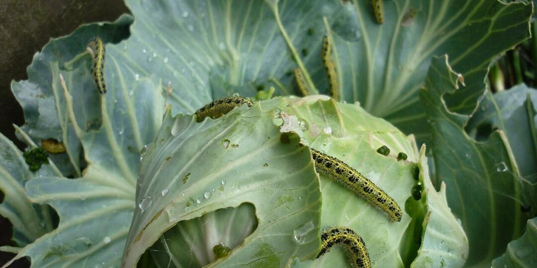 Натуральный раствор с содой и мылом для борьбы с вредителями в огороде