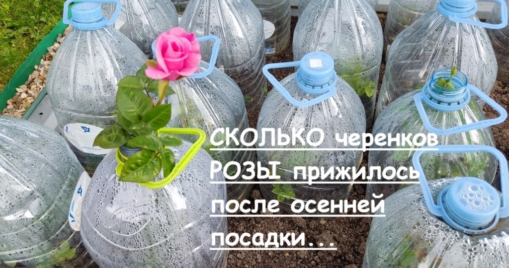 На грядке вырос борщевик, розы под банками и клубника