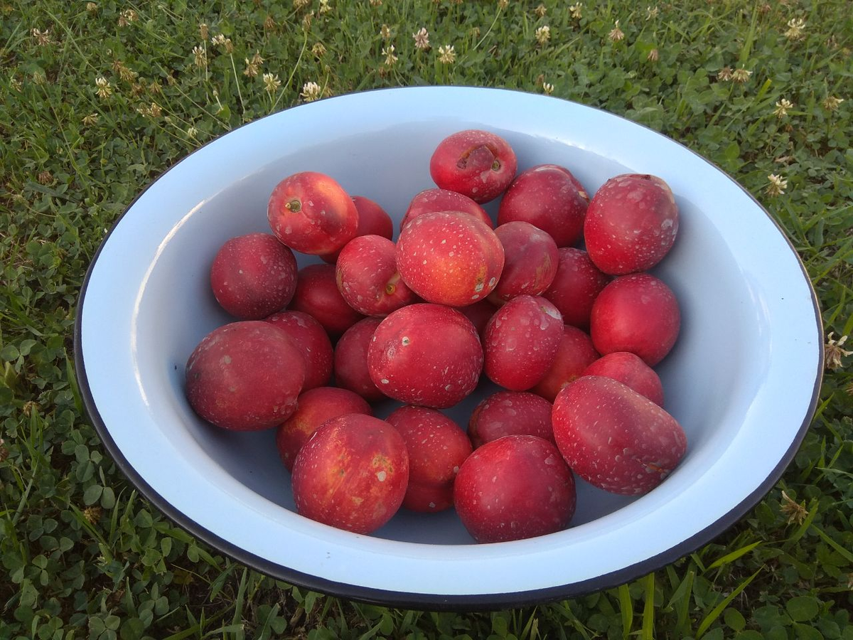 Для первого года неплохой урожай.