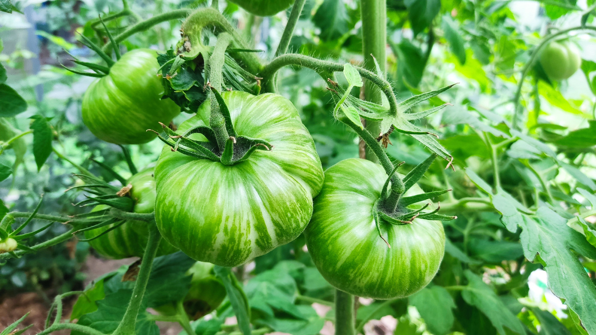 Любой агроном вам скажет, что не нужно выращивать огурцы и томаты вместе, в одной теплице!