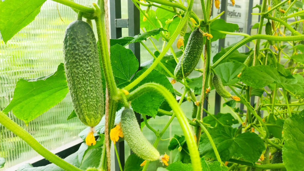 Любой агроном вам скажет, что не нужно выращивать огурцы и томаты вместе, в одной теплице! 