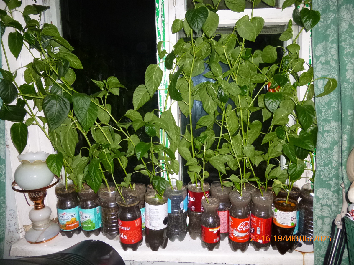 Фото автора. Мои заросли болгарских перцев))