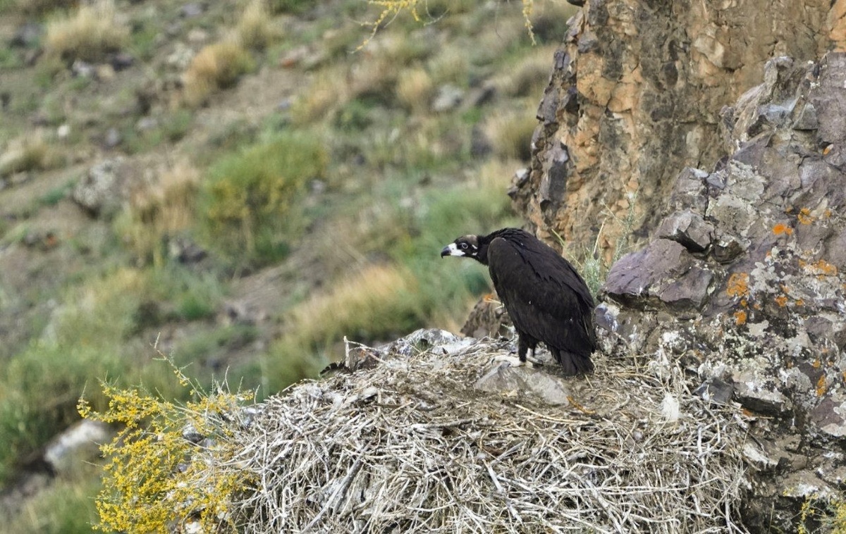 Птенец черного рифа (с) Игорь Чупин. 