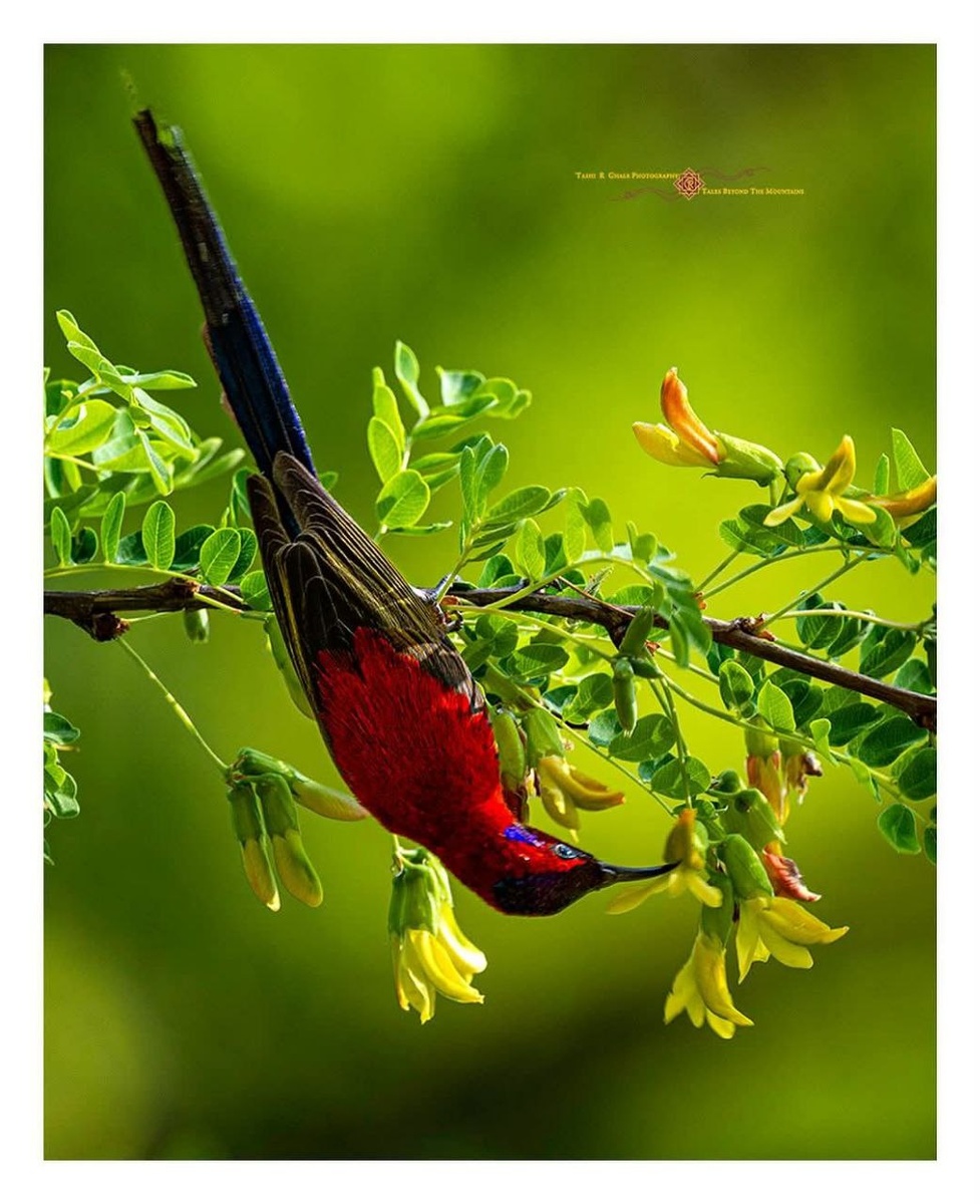 (с) Таши Гхале. Такие яркие красотки соседствуют со снежными барсами в Гималаях. У нас в России птицы ведут себя скромнее.