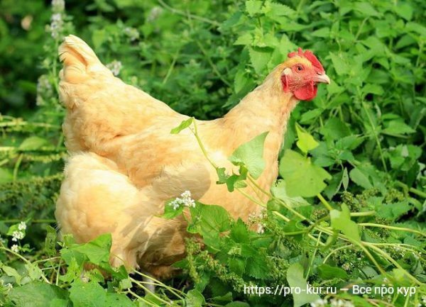Польза гречки для кур несушек в сыром и запаренном виде