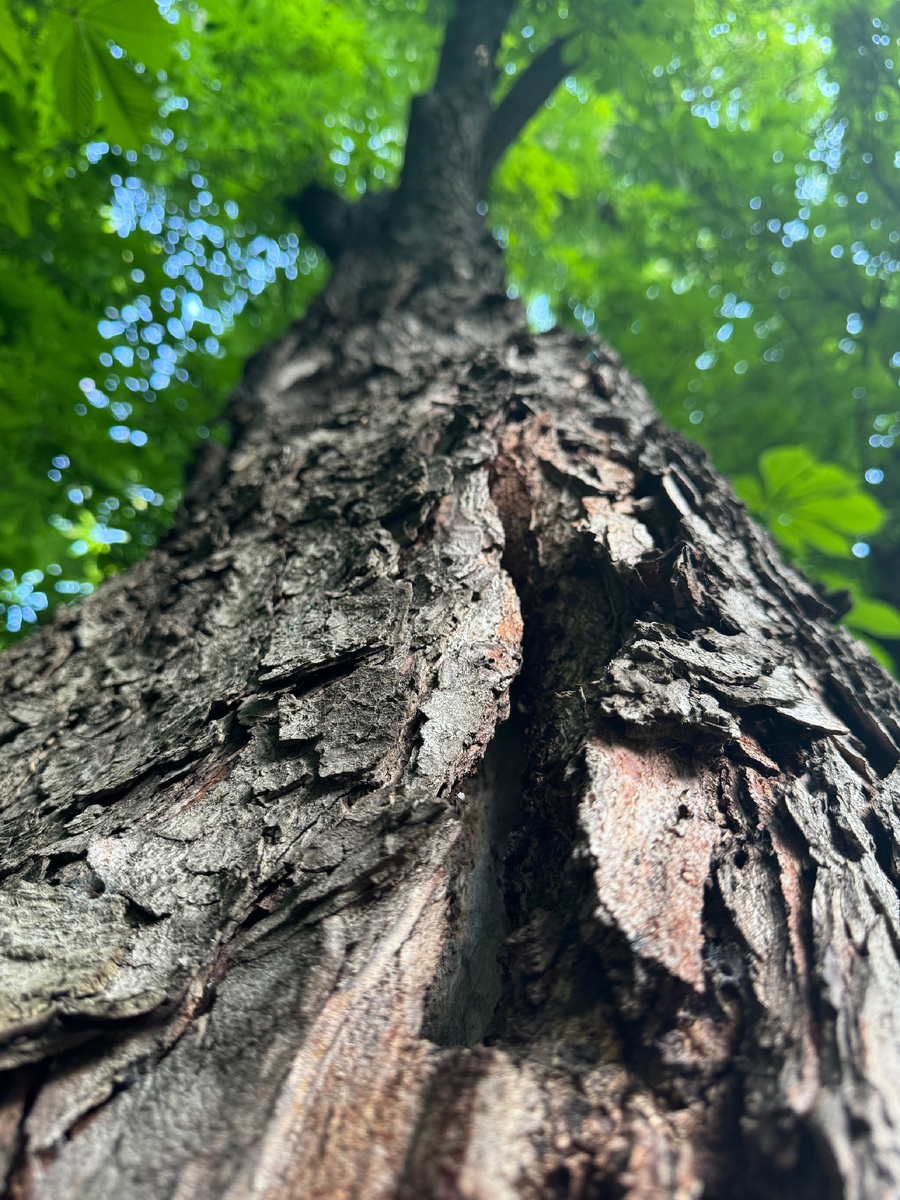 На фото дерево , не хочу ничего постить. И даже если дзен никому не покажет статью - кто-то близкий увидит и так, без танцев с бубном.