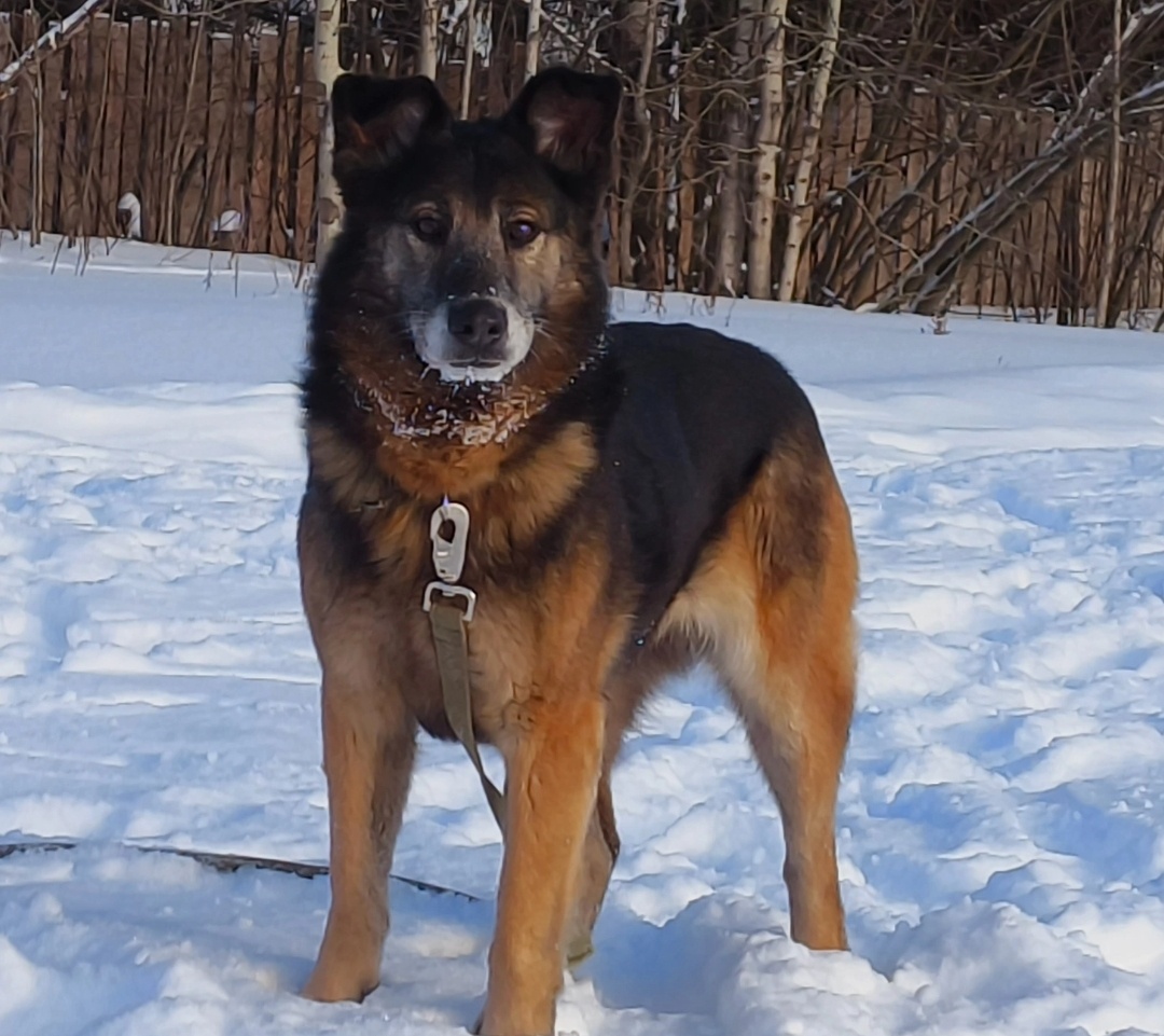 Маруся около пяти лет, привита, стерелиз-вана