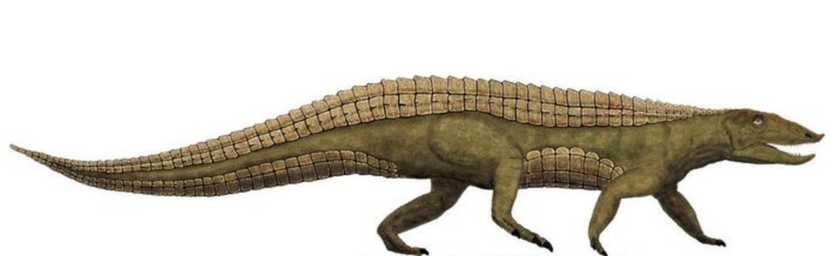 Представитель подсемейства этозаврин.