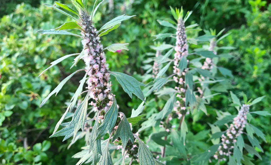 Пустырник и его невероятные свойства