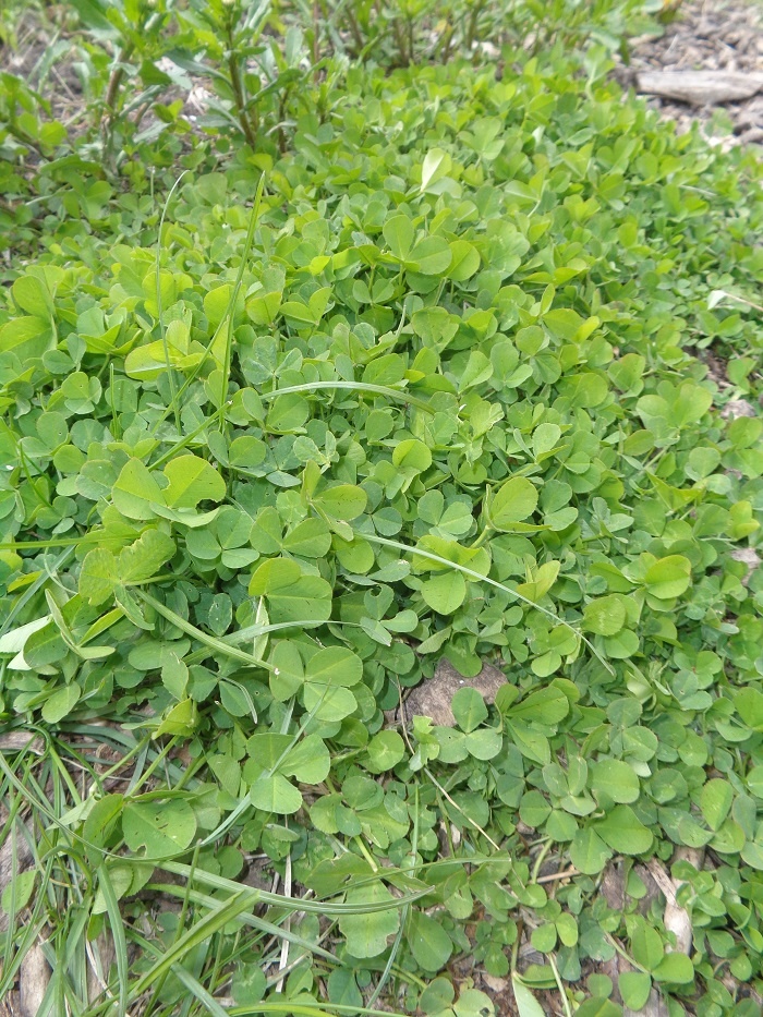 Клевер в моем саду